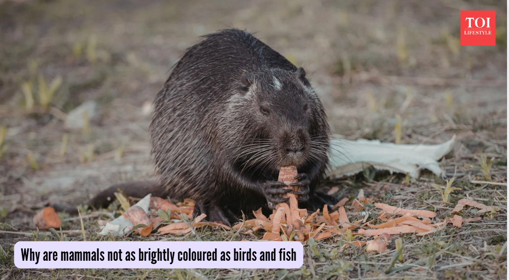 Why are mammals not as brightly coloured as birds and fish