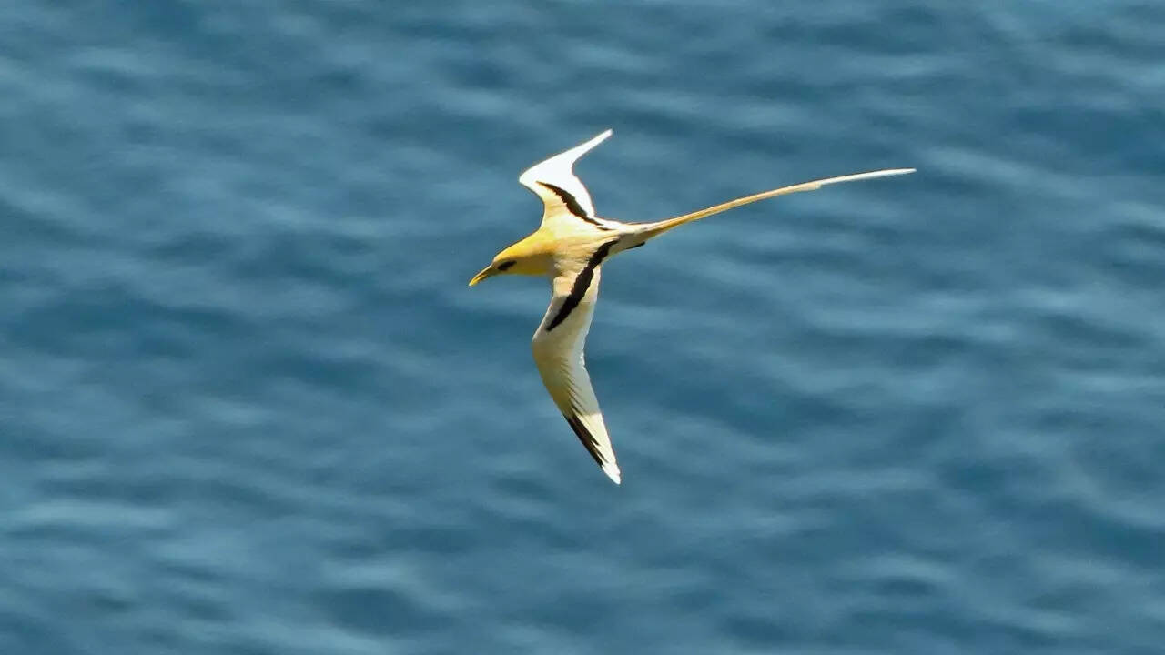 White-tailed tropicbird