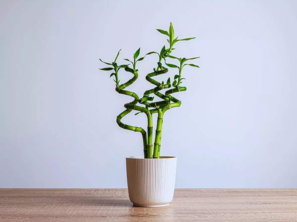 Bamboo