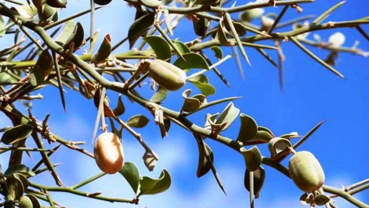 This Magic Fruit Might Be The Natural Solution