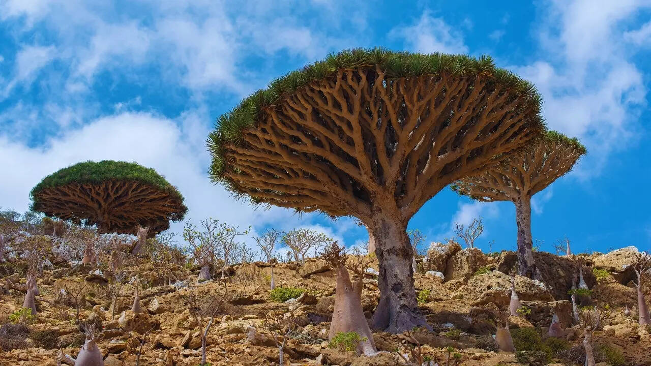 Socotra Island in Yemen