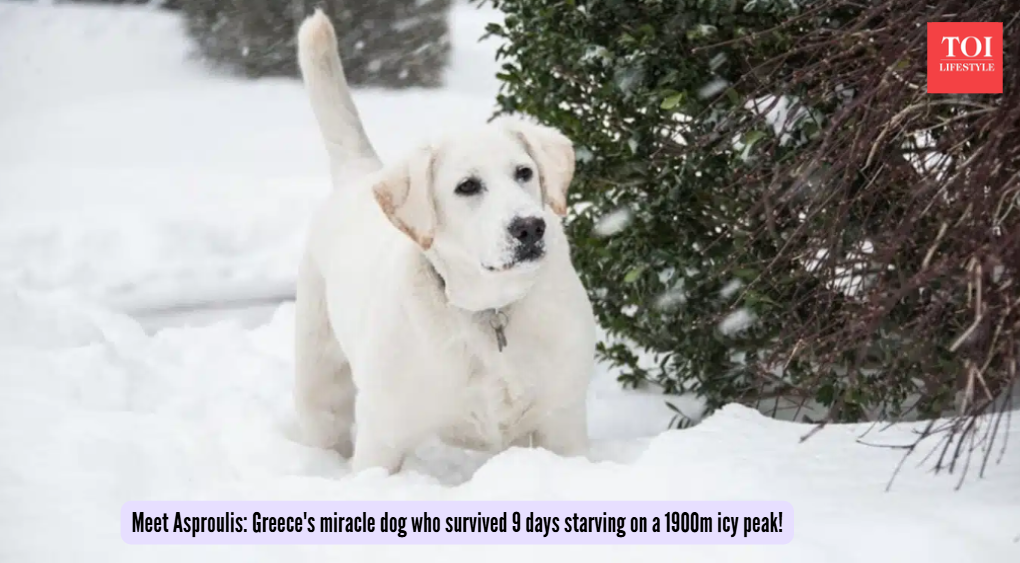 Meet Asproulis: Greece's miracle dog who survived 9 days starving on a 1900m icy peak!