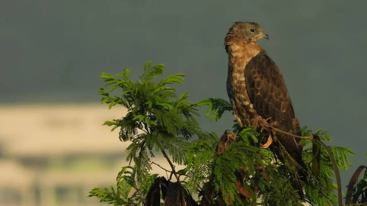Oriental honey buzzard