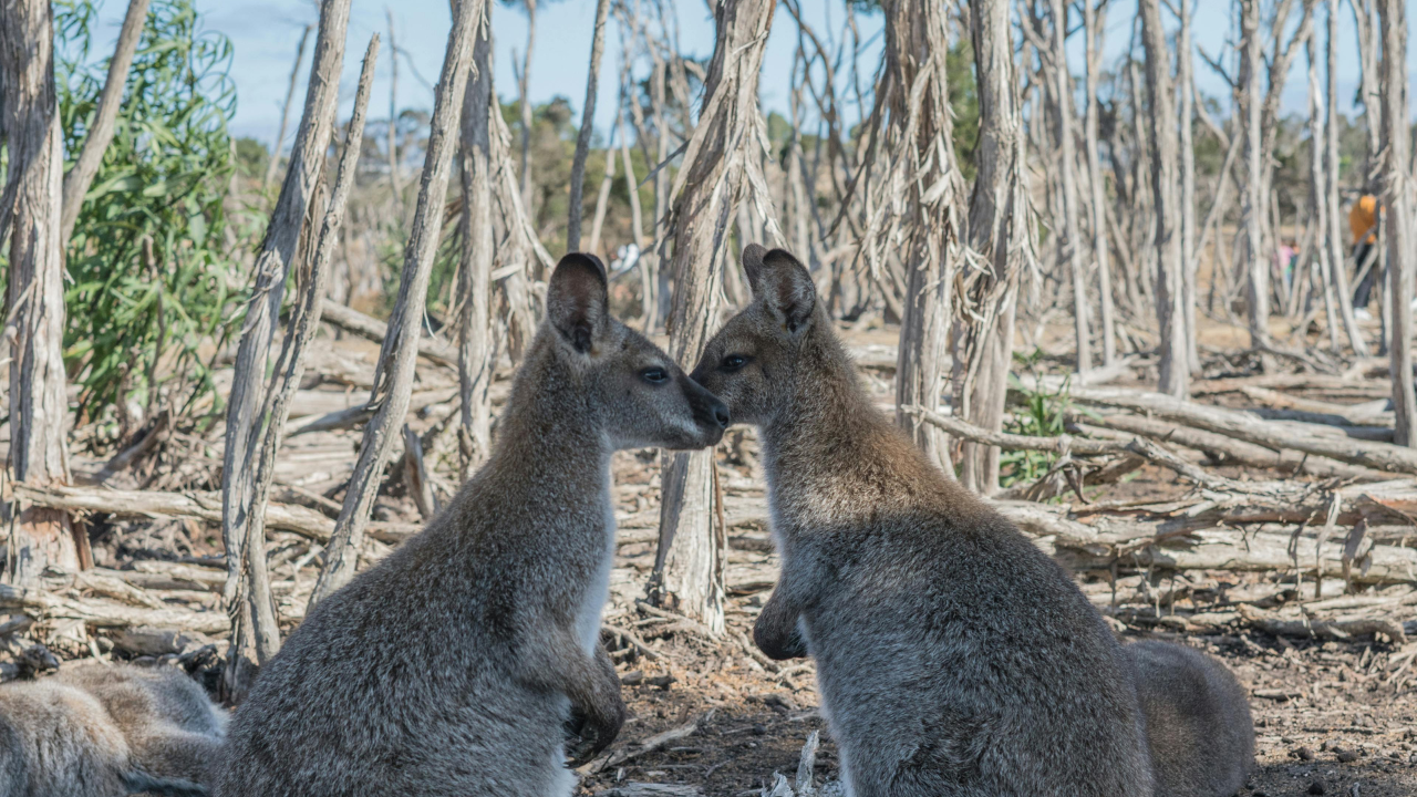 Animals share food/signal via mouth