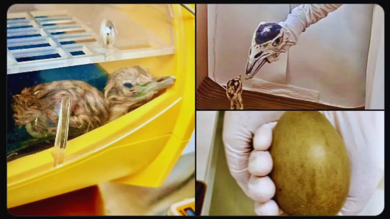 Bhupender Yadav post on X Bhupender Yadav post on X