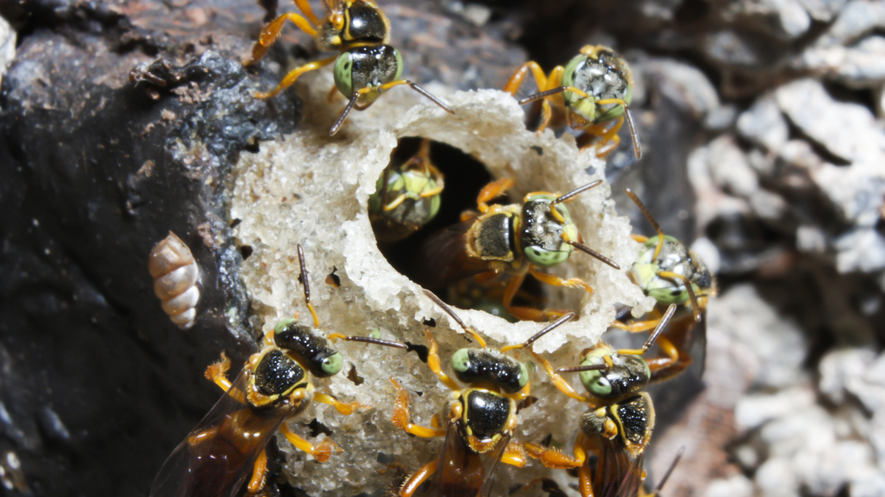 Stingless bees (Representative Image) Amazon's stingless bees