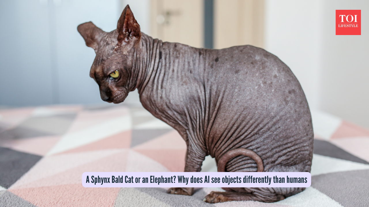 A Sphynx Bald Cat or an Elephant Why does AI see objects differently than humans
