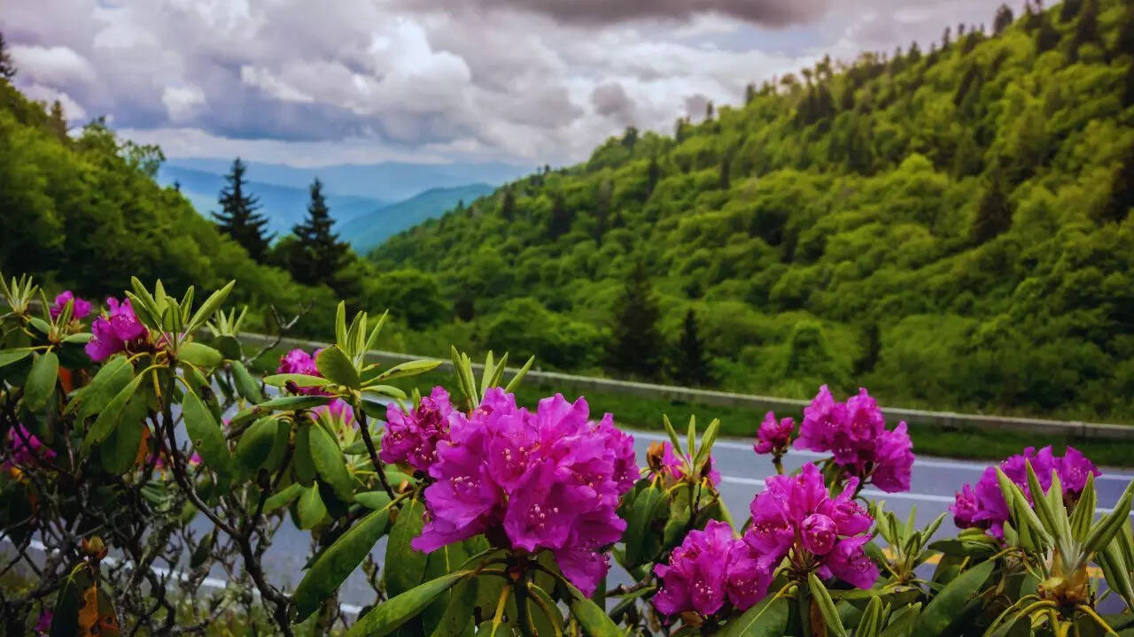 canva Great Smoky Mountains National Park (Tennessee & North Carolina)