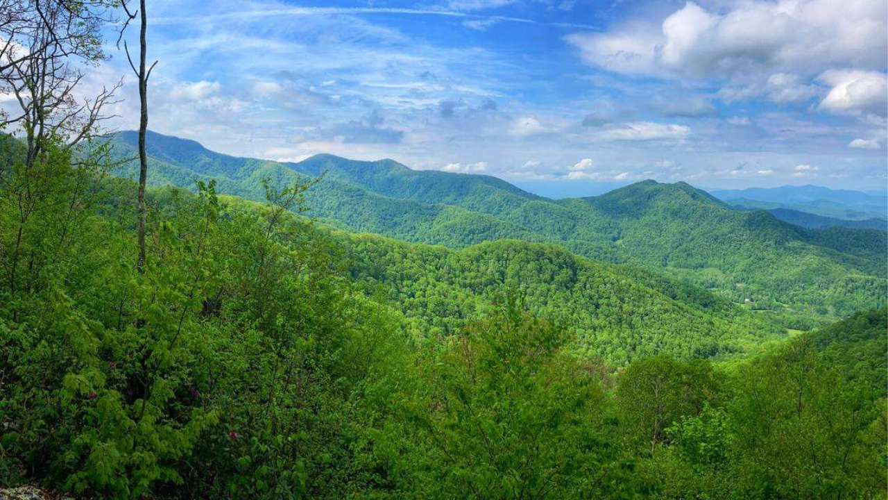 Forest bought by Tim Sweeney