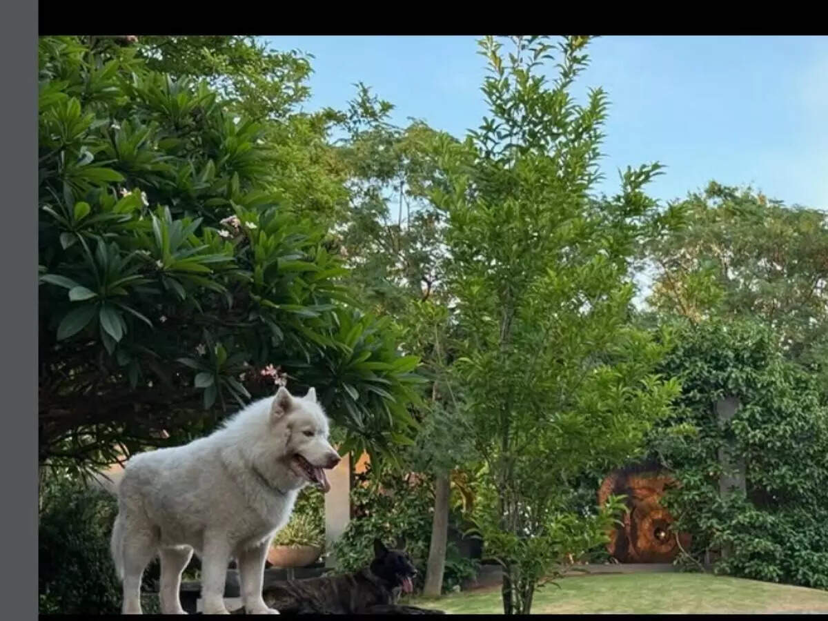 Instagram/sakshisingh_r Dogs