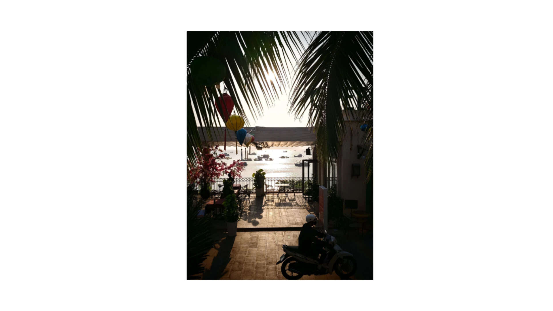 deep shadow in the foreground, sun punching through the fronds, boats on glittering water behind—all in one frame