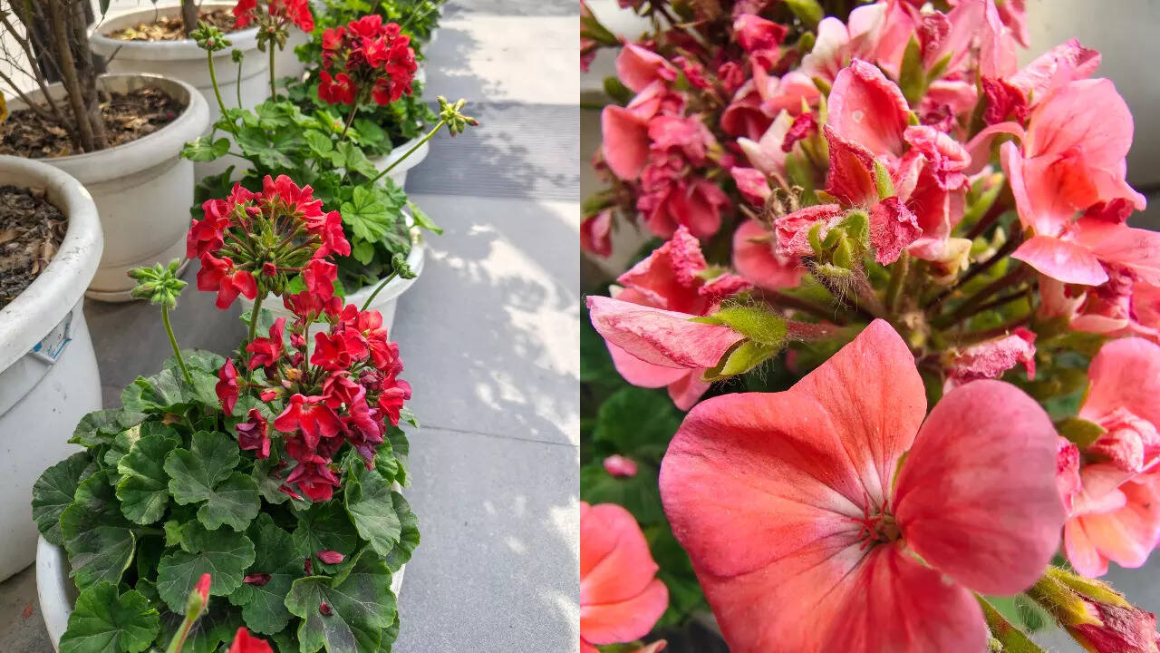 Motorola Edge 70 Fusion