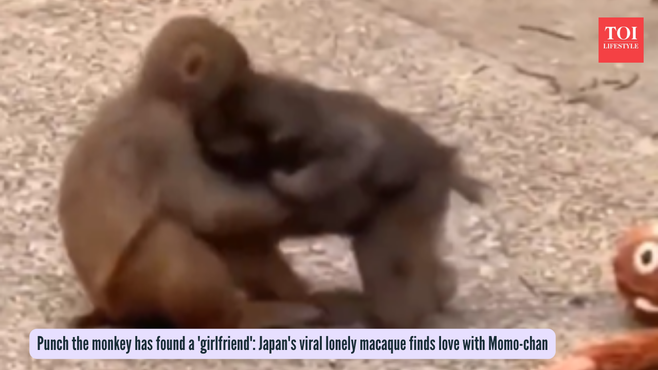 Punch the monkey has found a 'girlfriend': Japan's viral lonely macaque finds love with Momo-chan