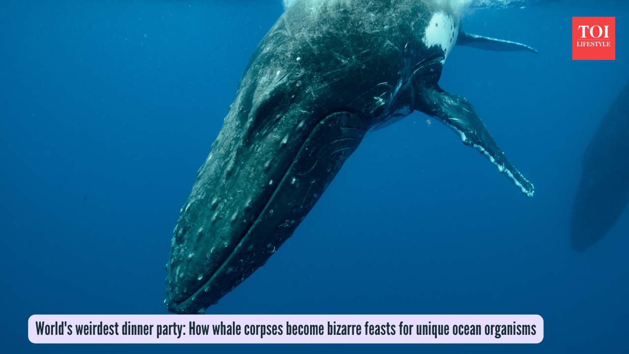  How whale corpses become bizarre feasts for unique ocean organisms