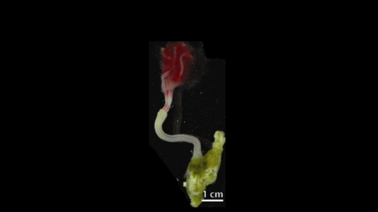 Osedax- Photo via Wikimedia Commons