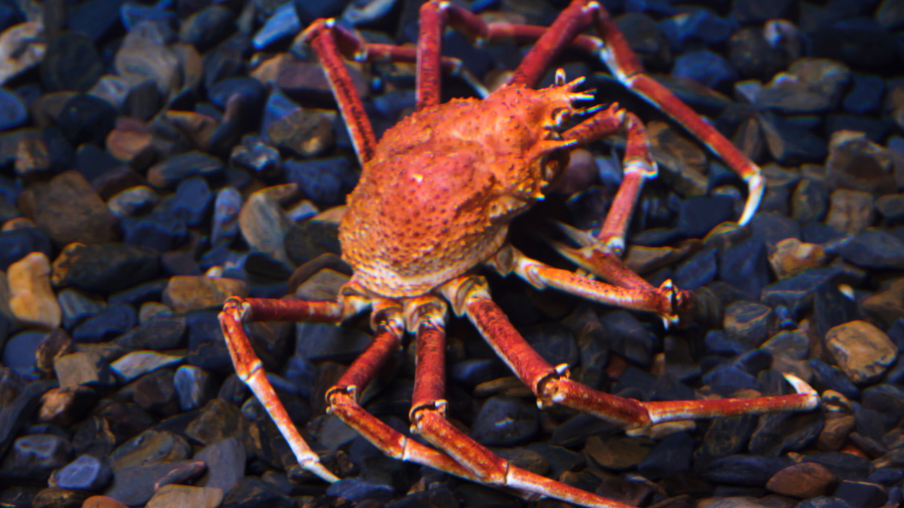 Japanese spider crab
