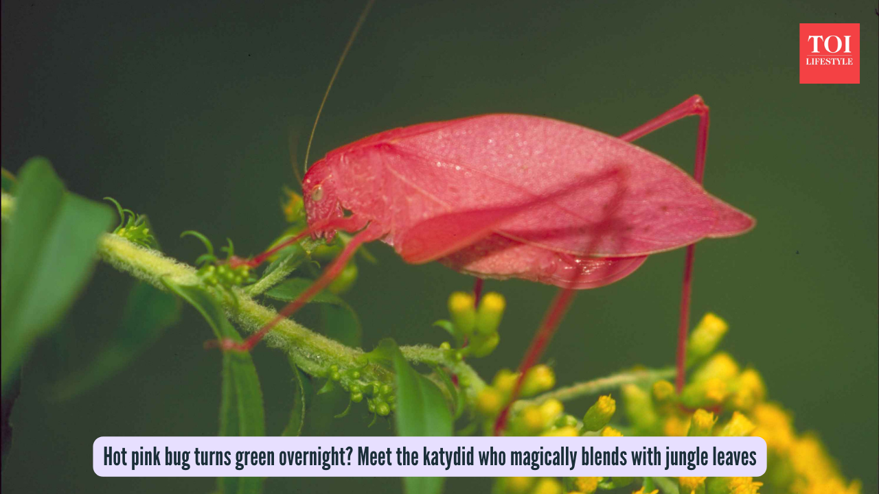 Hot pink bug turns green overnight: Meet the katydid who magically blends with jungle leaves