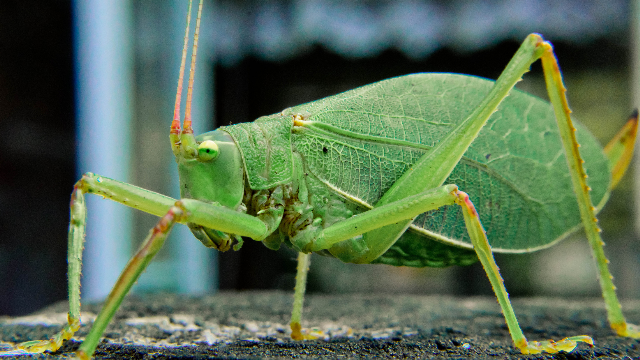 Hot pink bug turns green overnight Meet the katydid who magically blends with jungle leaves (1)