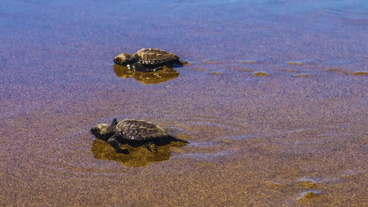 Olive Ridley turtle hatchlings