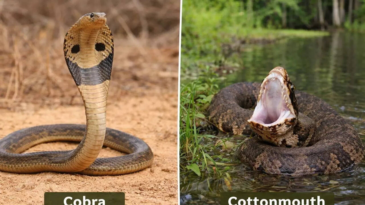 Differences between cobra and cottonmouth