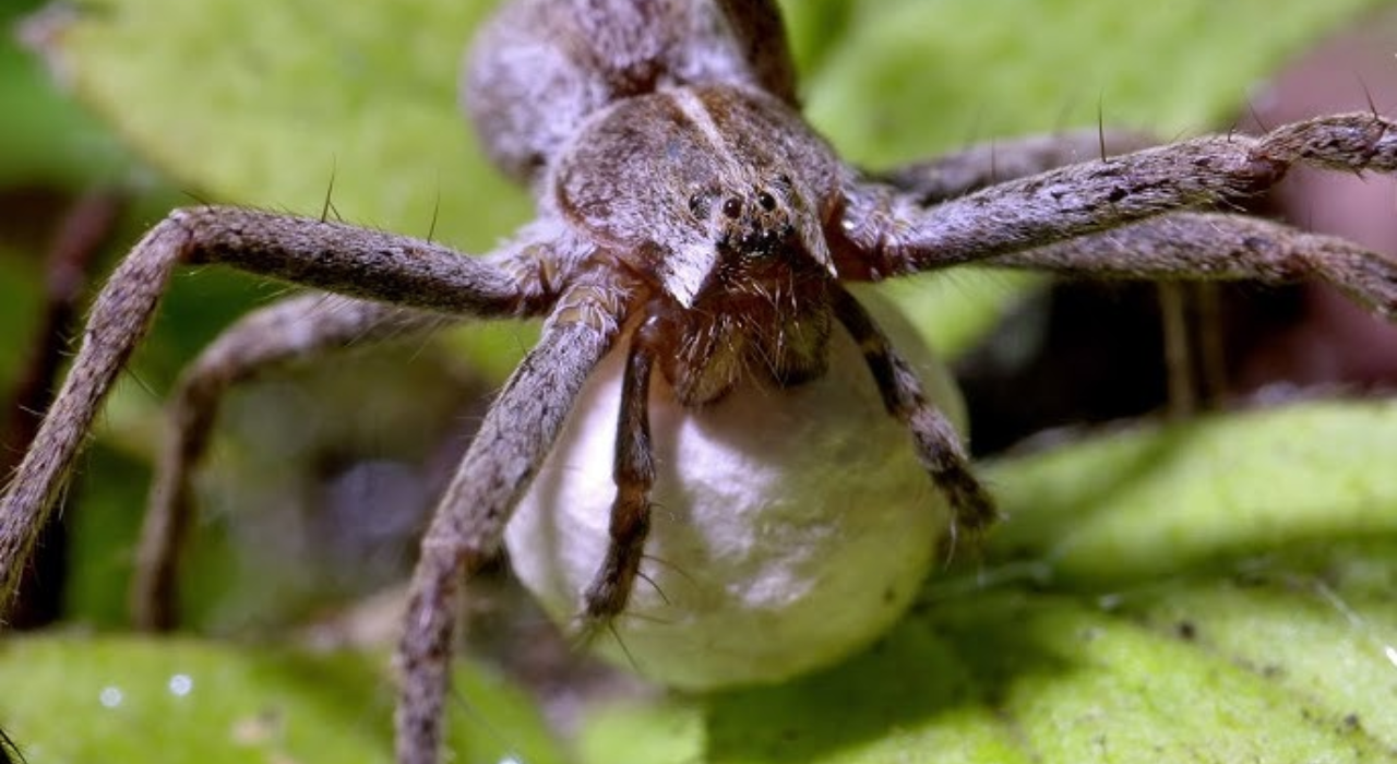 A female Nursery Web Spider, Pisaura mirabilis, carrying her egg sac.