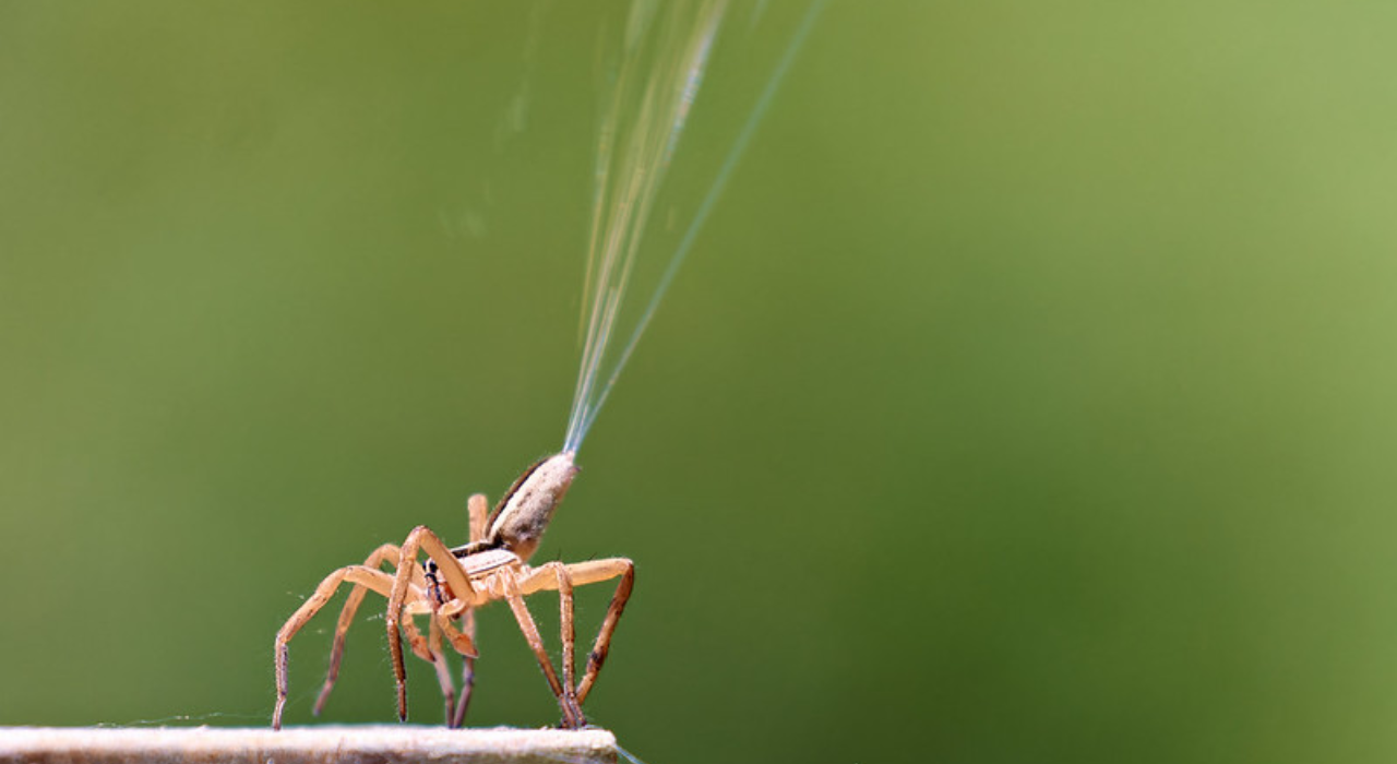 Spider Testing the Wind with Ballooning Silk