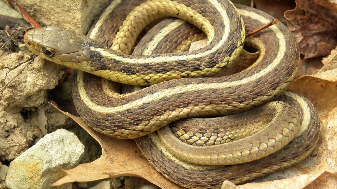Common garter snake