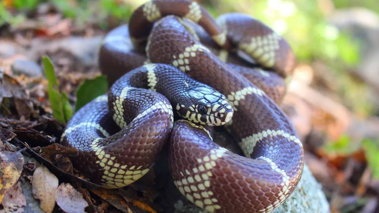 California kingsnake