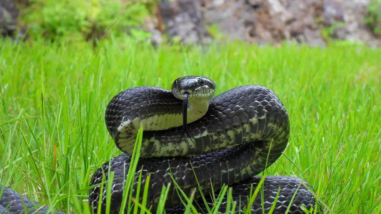 Black rat snake