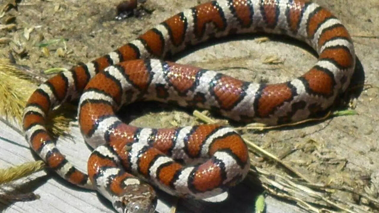 Milk snake
