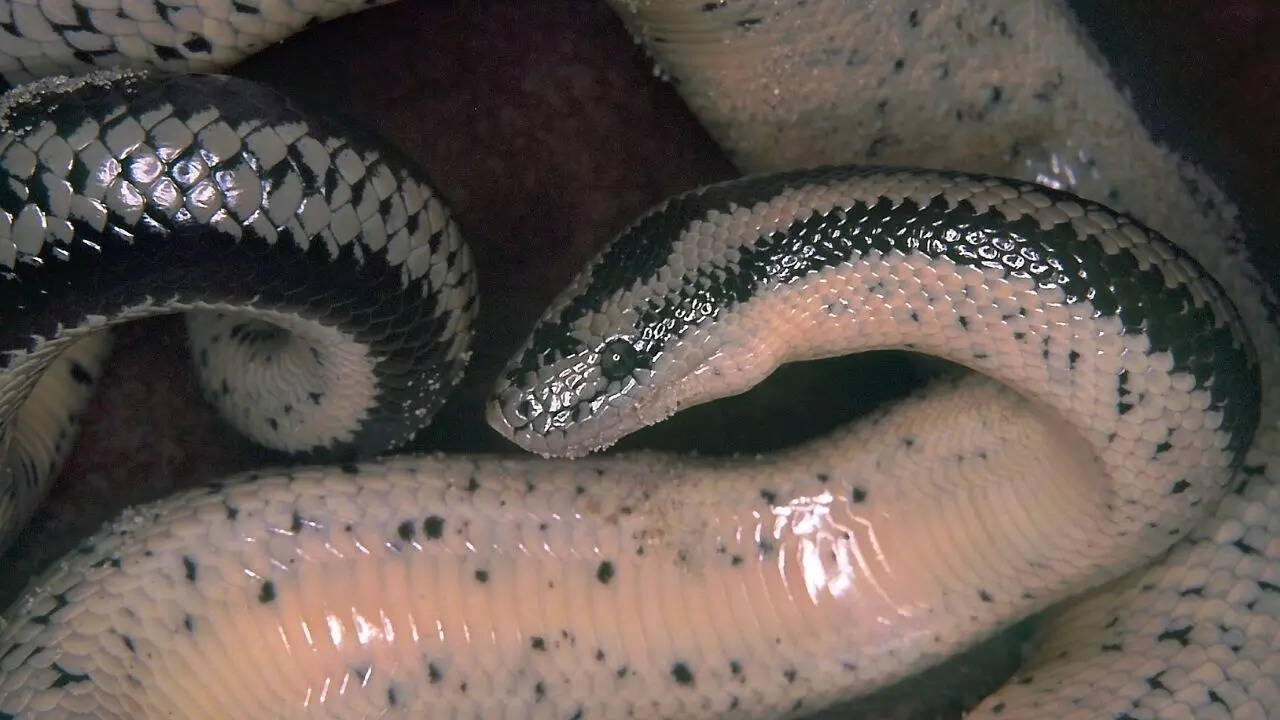 Rosy boa