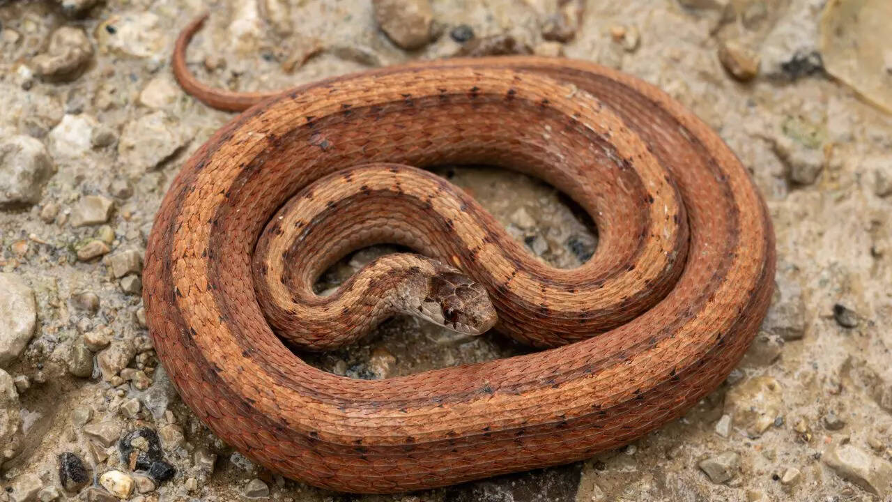 Dekay’s brown snake