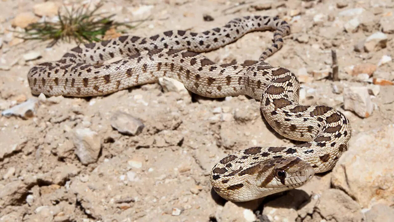 Gopher snake