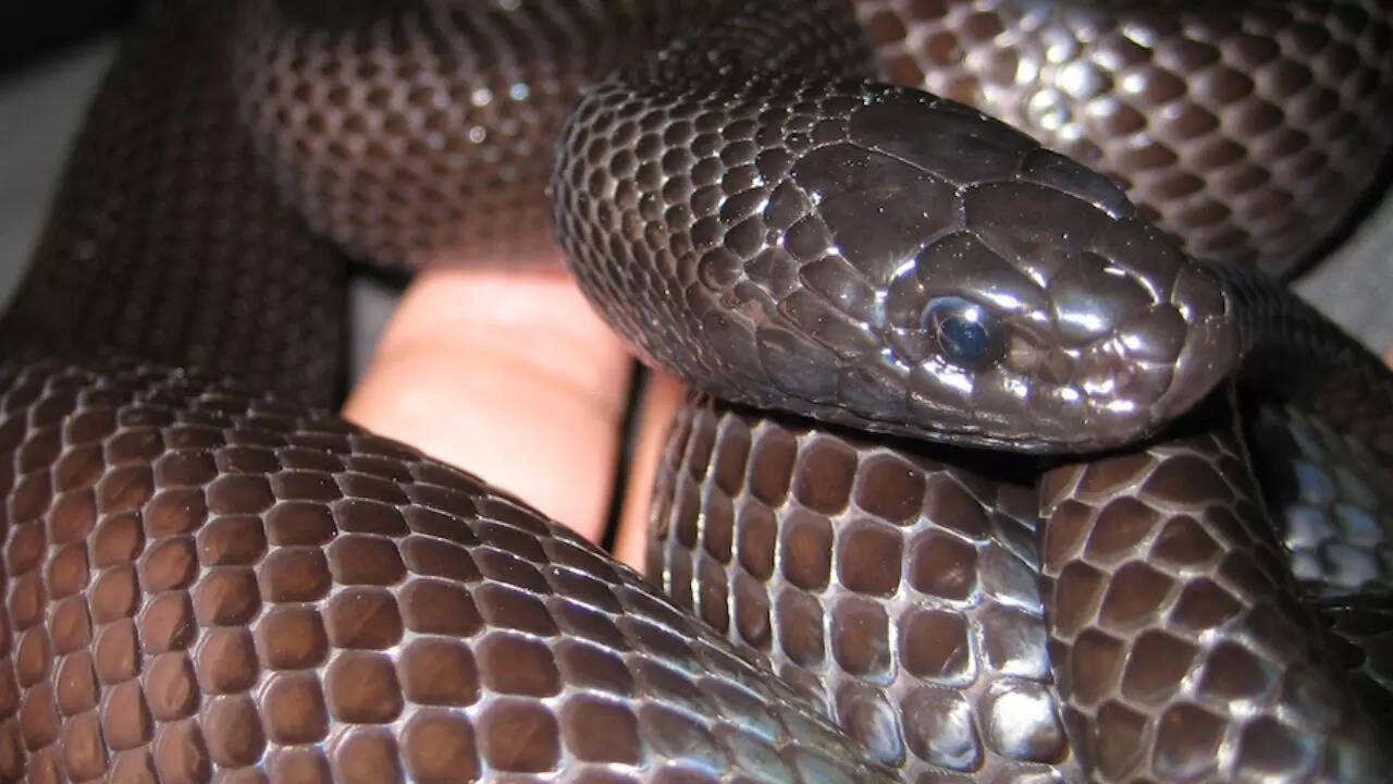 Mexican black kingsnake