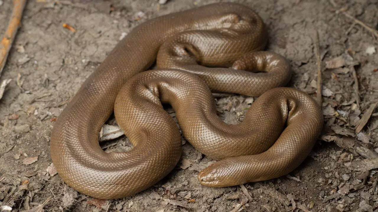 Rubber boa