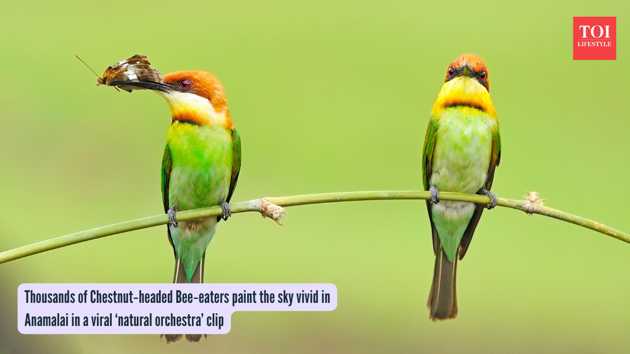 Thousands of Chestnut‑headed Bee‑eaters paint the sky vivid in Anamalai in a viral ‘natural orchestra’ clip