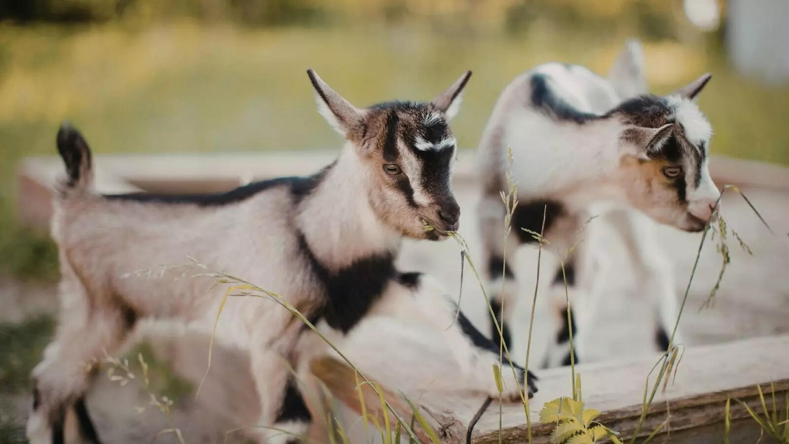 From punching octopuses to tree-climbing goats: 7 weird animal behaviours that are real