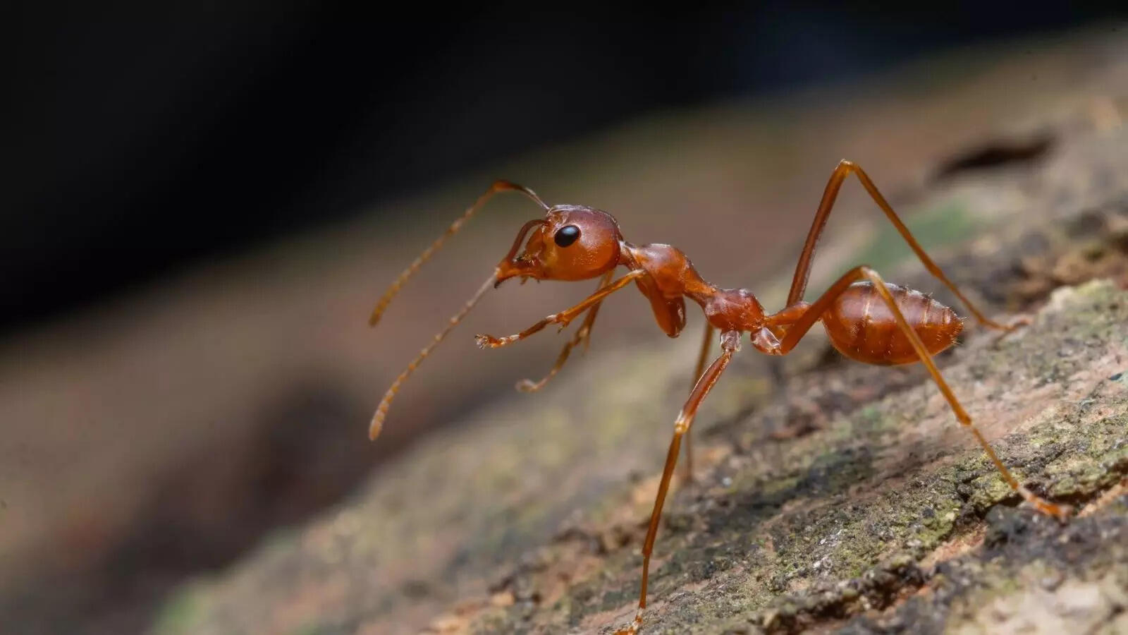 From punching octopuses to tree-climbing goats: 7 weird animal behaviours that are real