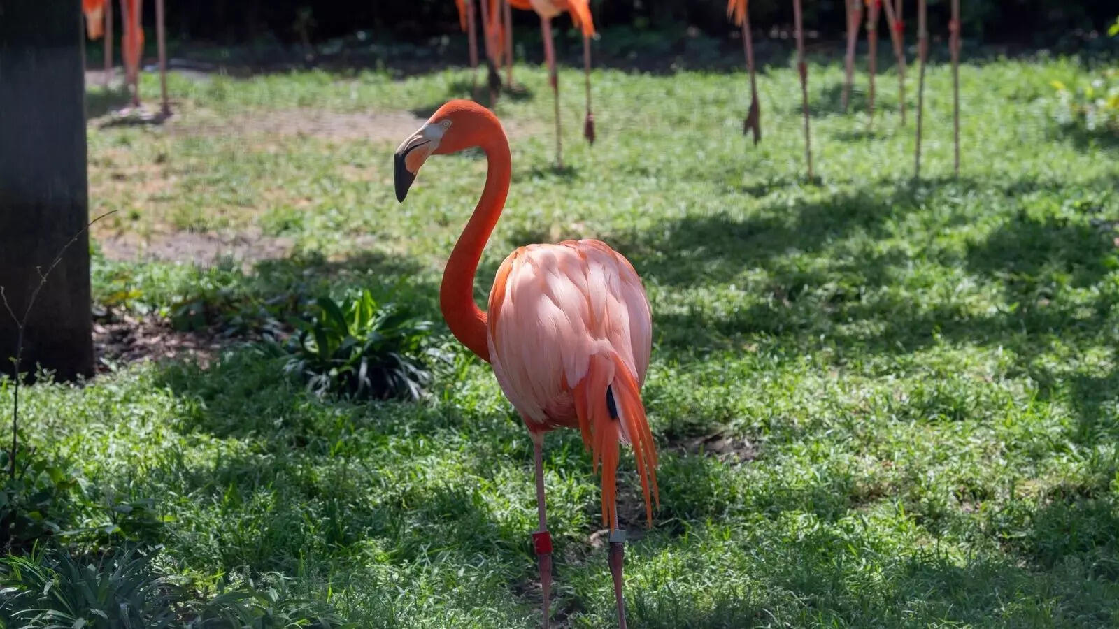 From punching octopuses to tree-climbing goats: 7 weird animal behaviours that are real
