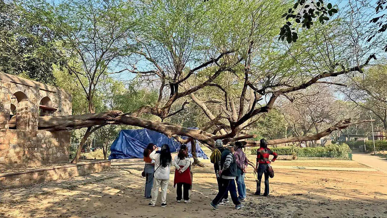 “Sunder Nursery is Delhi’s first arboretum, with an eclectic mix of native and exotic trees – from kusum and tecoma to wild almond, semal and chamrod,” says Kavita Prakash, founder of The Sausage Tree Nature Walks