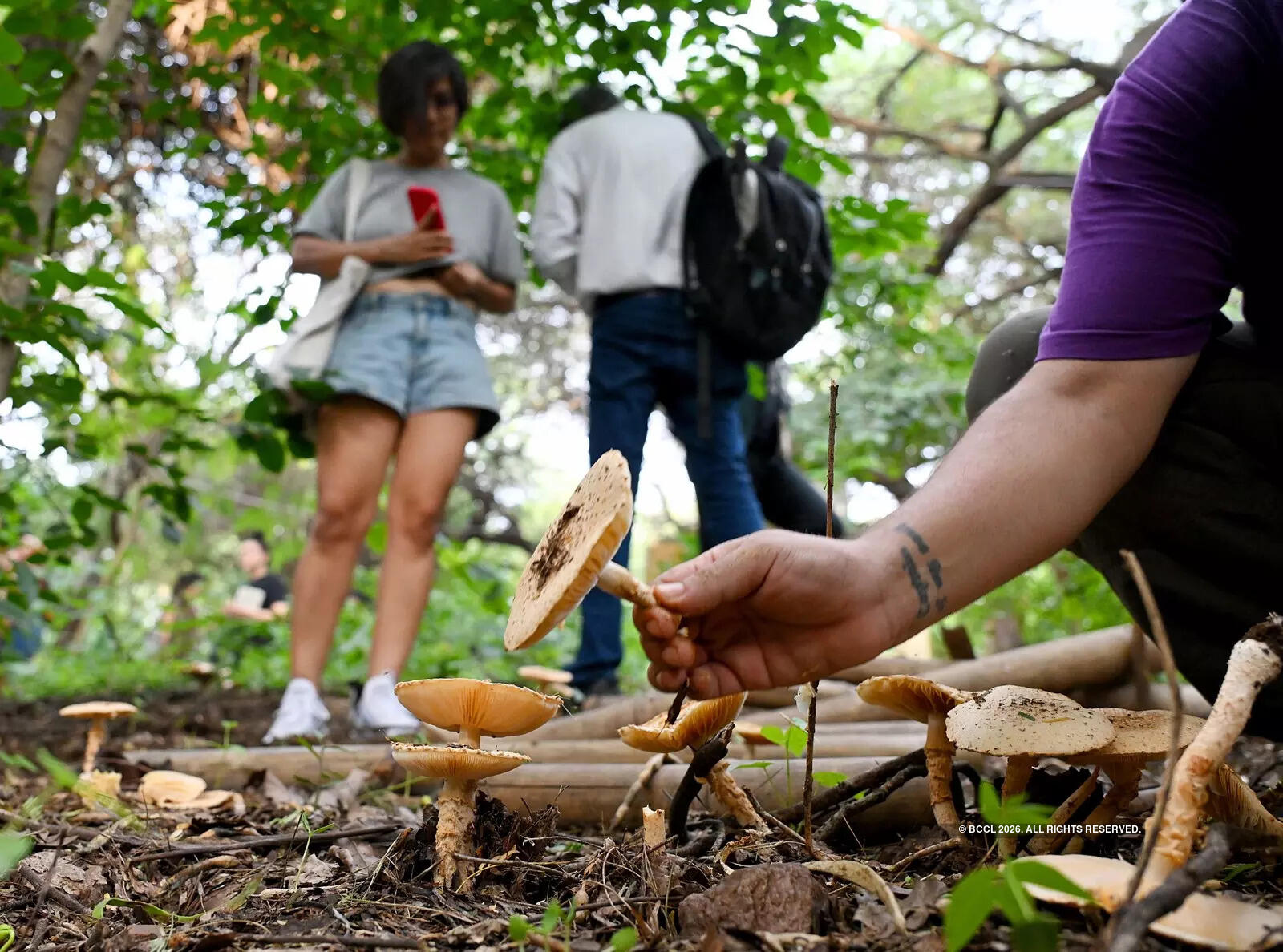 In the green pockets, tucked behind traffic snarls and busy markets, Delhi feels less like a metropolis, more breathable and alive