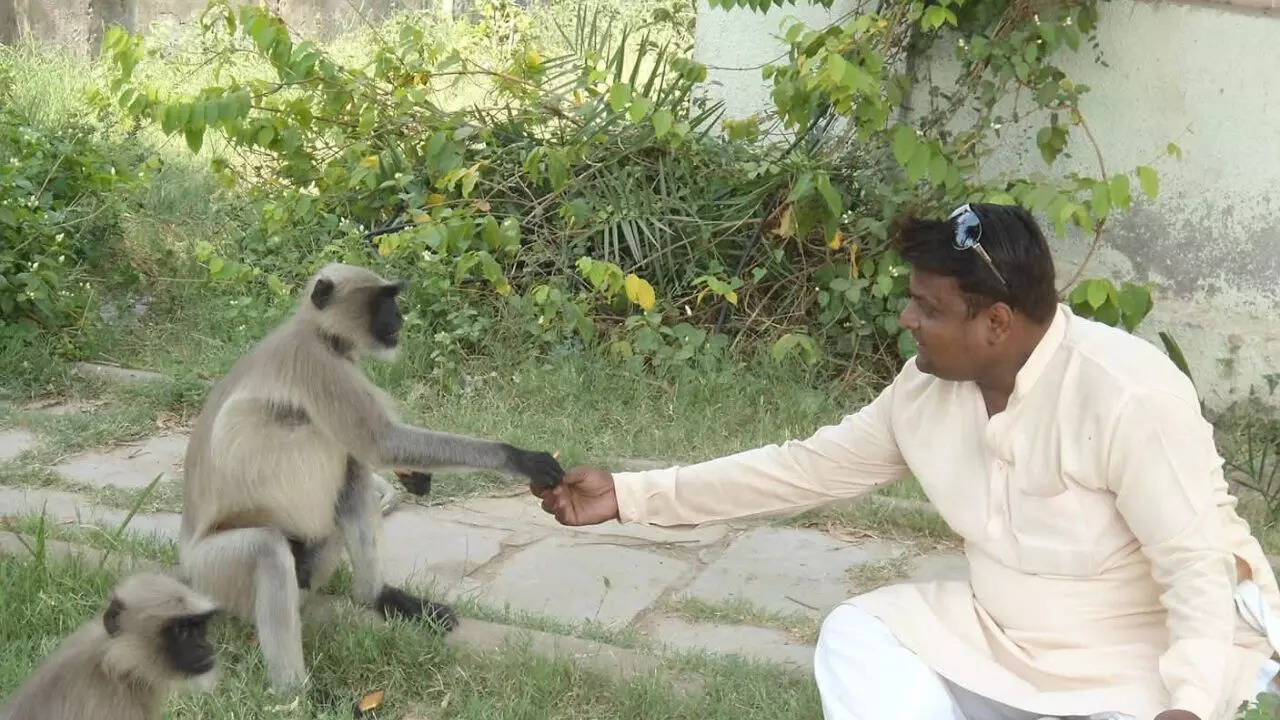 "I started feeding animals 17 years ago, and my life began to change": Ahmedabad’s ‘Monkey Man’ on how kindness altered his destiny Image: Swapnil Soni