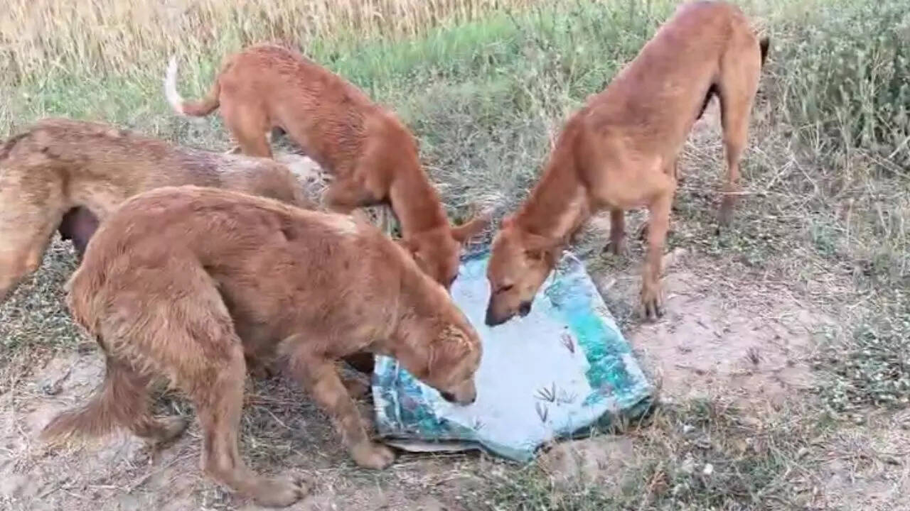 "I started feeding animals 17 years ago, and my life began to change": Ahmedabad’s ‘Monkey Man’ on how kindness altered his destiny Image: Swapnil Soni
