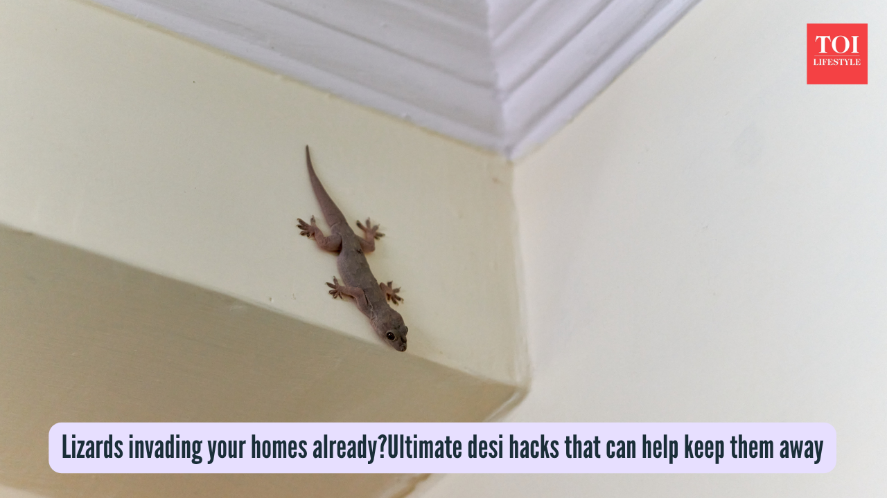 Lizards invading your homes alreadyUltimate desi hacks that can help keep them away