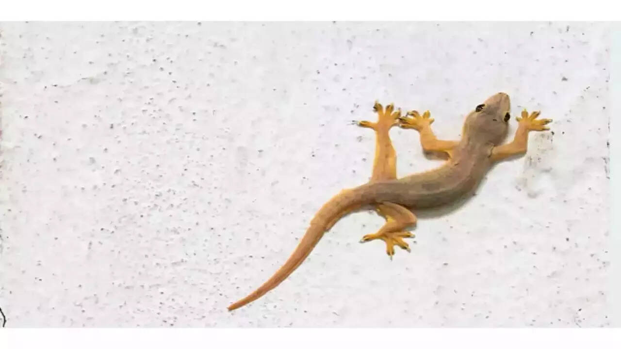 Home lizards