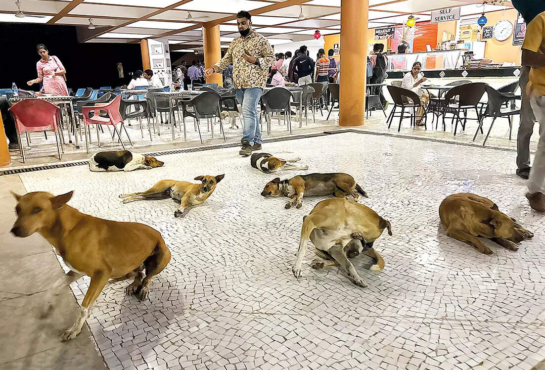 Stray dogs at Kala Academy
