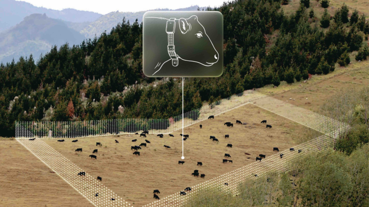Halter's virtual fencing