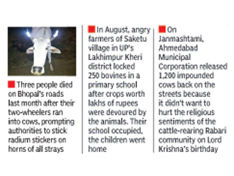cow-politics