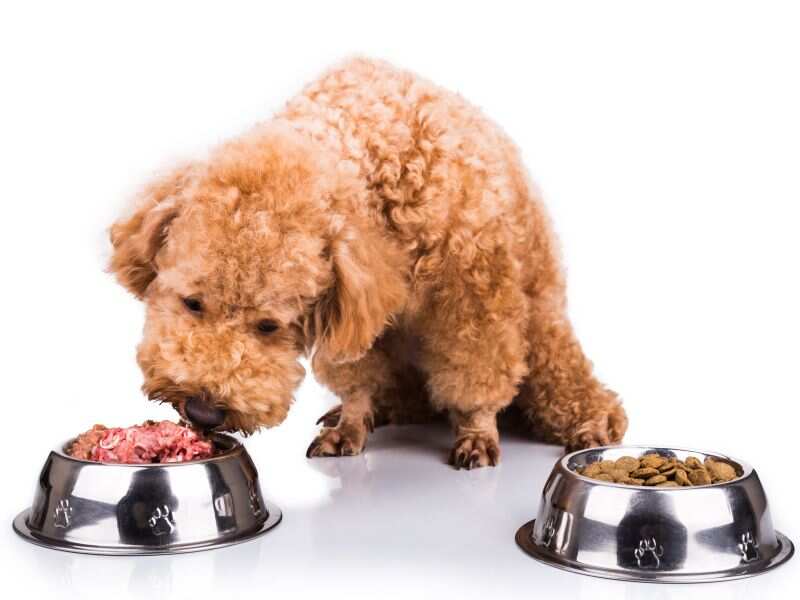 Dog food