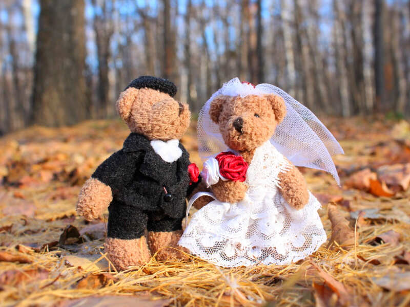 Teddy Proposal